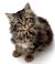 Grey British Longhair Cat