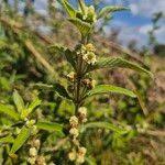 Image result for Lippia abyssinica