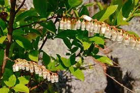 Image result for Rhipidoglossum eggelingii