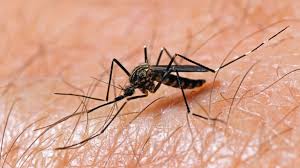 We did not find results for: First Cases Of Human West Nile Virus In 2018 Confirmed Abc News