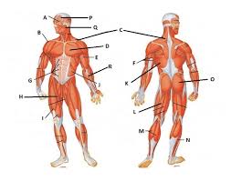 Aim to work all major. Major Muscles Of The Human Body
