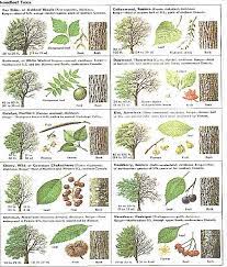 We did not find results for: 27 Leaf Identification Ideas Leaf Identification Tree Identification Plant Identification