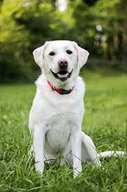 The labrador dog breed is the number one most popular pet dog in america. White Labrador Retriever By Luke Bouch Photo Stock Snapwire