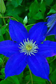 Moderate growing to 6 to 10 ft. Blue Clematis Photograph By Michelle Cruz