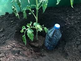 Most tomato issues are fixable by using ground irrigation, giving proper nutrition, and keeping the fruit and parts of the plant off of the ground. Supporting Polytunnel Tomatoes With String Homegrown Garden