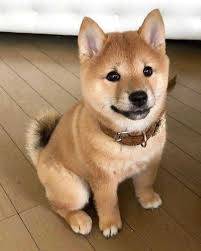 28 Photos That Prove Shiba Inu S Are Humans With Fur Cutesypooh In 2020 Cute Puppies Baby Animals Pictures Cute Dogs