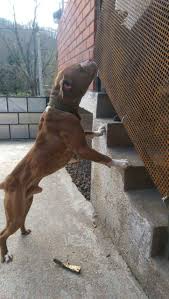 A place for the community of dog lovers, breeders and pet breeders worldwide! Pedigree Database Pluton Kristian Kennel S Toni