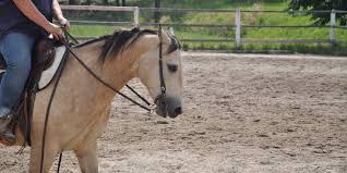 Their coat colors are the result of a single creme dilution gene acting on a bay horse. What Is A Dun Horse Traits Color Facts Insider Horse Latest Greatest Horse New Publication