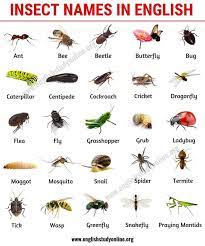 Children can learn 15 types of insects and their habitats. List Of Insects 25 Useful Insect Names With Pictures And Examples English Stu Saines English Vocabulary List English Vocabulary English Study