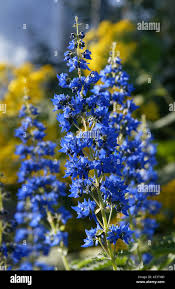 Image result for Coleus thyrsoideus