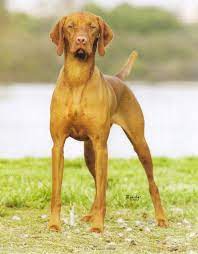 Forever love puppies has vizsla puppies for sale! Vizsla Puppy Breeders Near Me