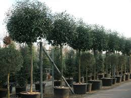 Photinia Fraseri Red Robin Hochstamm Glanzmispel Red Robin Hochstamm Die Schon Als Heckenpflanze Sehr B Hochstammchen Gartenbaume Glanzmispel Hochstamm