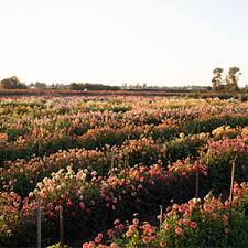 A year in flowers amazon. Floret Farm S A Year In Flowers Designing Gorgeous Arrangements For Every Season Flower Arranging Book Bouquet And Floral Design Book Benzakein Erin Chai Julie Jorgensen Jill Benzakein Chris 9781452172897 Amazon Com Books