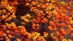 We did not find results for: Macbook Desktop Wallpaper Fall 1920x1080 Wallpaper Teahub Io