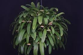 Image result for Bulbophyllum lupulinum