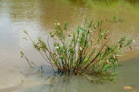 Image result for Gomphocarpus kaessneri