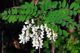 Maybe you would like to learn more about one of these? Acacia Proprieta Uso Controindicazioni Cure Naturali It