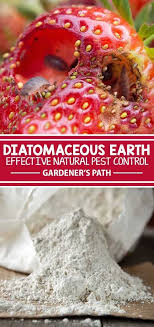 How can diatomaceous earth help grow cannabis? Diatomaceous Earth Is A Wondrous Powder Made From The Crushed Bodies Of Prehistoric Fossils With Many Diatomaceous Earth Natural Pesticides Organic Pesticide