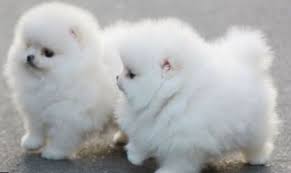 Puppies must be stimulated to urinate. Playful Teacup Cotton Ball Puppies Picture Jpg
