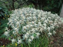 Image result for Strobilanthes anisophylla