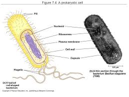 We did not find results for: Figure 7 4 A Prokaryotic Cell Cell Sizes Average Animal Cell 15 Microns Average Plant Cell 40 Microns Average Eukaryotic Cell Microns Average Ppt Download
