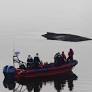 Ongoing and Retrospective Whale Rescue Efforts Highlight Baltic Sea Conservation Challenges