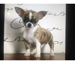 Maybe you would like to learn more about one of these? Black Apple Head Chihuahua Puppy Pets Lovers