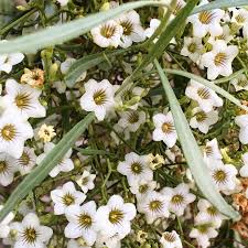 Image result for Picralima nitida