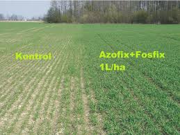 Alte bacterii fixatoare de azot trăiesc liber, în sol. Produse Bio Pe BazÄƒ De Bacterii Chemark Rom