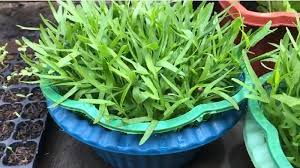 Kangkung hidroponik sederhana yang pertama adalah dengan botol bekas. Modal Baskom Bisa Panen Kangkung Setiap Hari Di Rumah