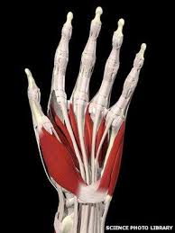 The major bones of the leg are the femur (thigh bone), tibia (shin bone), and adjacent fibula, and these are all long bones. The Incredible Human Hand And Foot Bbc News