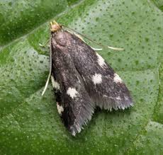 Image result for Telechrysis tripuncta