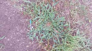 Image result for Urochloa panicoides