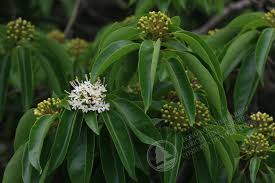 Image result for Cassia thyrsoidea