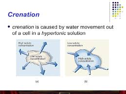 Create your own flashcards or choose from millions created by other students. The Effects Of Hypotonic Hypertonic And Isotonic Solution