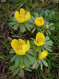 Eranthus Hyemalis Planting Bulbs Bulb Flowers Spring Bulbs