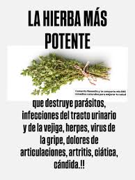 TOMILLO El tomillo es una planta muy apreciada en la medicina tradicional  por su aroma fuerte y sus propiedades. En muchos hogares se utiliza en  infusión para aliviar la tos, mejorar la