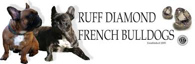 Frenchie although sweet can be protective towards their owners and family. Ruff Diamond French Bulldogs About Frenchies