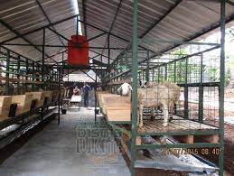 Ukuran kandang kambing modern tergantung dari jenis kambing yang anda ternakkan. Ternak Kambing Modern Inspirasi Hoby Dan Usaha Facebook