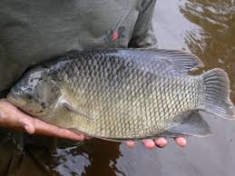 ▪ menebarkan ikan di kolam pemancingan sesuai selera. Peluang Bisnis Budidaya Ikan Gurami Dan Analisa Usahanya Toko Mesin Maksindo
