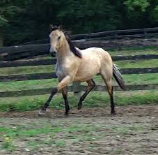 Join millions of people using oodle to find horses for sale, horse listings, and other animals for sale. Buckskin Aqha Ranch Filly Horse Of Your Dreams