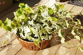 観葉植物アイビー 冬 夏によくある葉色のトラブル マンション ラボ
