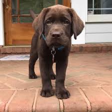 For our other services, please see our fee schedule here. Buy Labrador Puppies 500 Each Visit Our Website To Buy A Puppy Now Labradopuppyhome Com Labradorretriever Labrador Puppy Lab Puppies Labrador Retriever