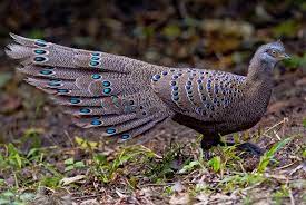 The peacock is designated as the national bird of india and the provincial bird of punjab. Grey Peacock Pheasant à¸«à¸£ à¸­ Burmese Peacock Pheasant Pheasant Most Beautiful Birds Beautiful Birds