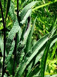 Image result for Balanites maughamii