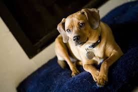 Proud Puppy Best Dog Training Dog Pee Best Dog Food