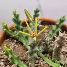 Image result for Anacampseros subnuda