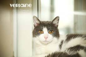 Mansfield is the county seat of richland county, ohio. Humane Society Of Richland County Humane Society