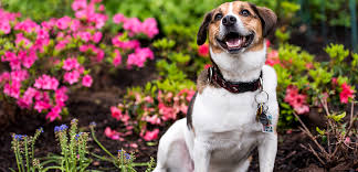 Gifting flowers or plants is a great way to show someone you care and that you want to provide them with a natural gift to liven up their space. Keeping Your Springtime Garden Safe For Your Pets Aspca