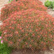 Image result for Euphorbia chevalieri